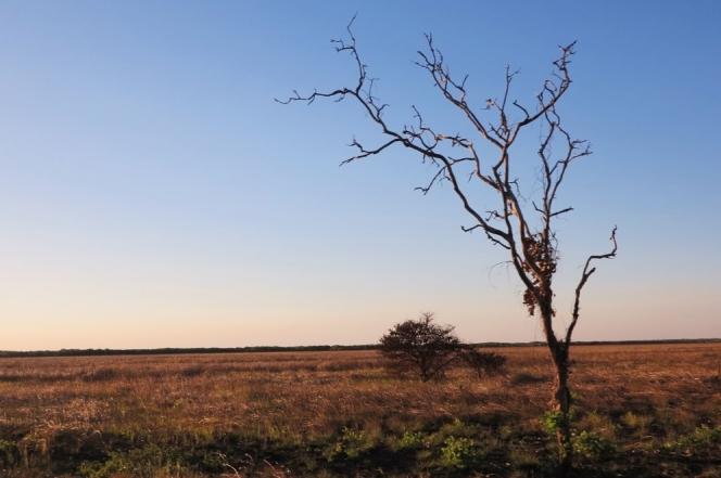 Conservação da floresta como parte integrante da estratégia de descarbonização da Eni