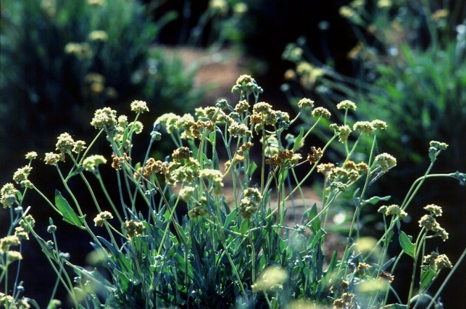 Versalis: acordo com a Bridgestone para investigação e desenvolvimento da guayule.