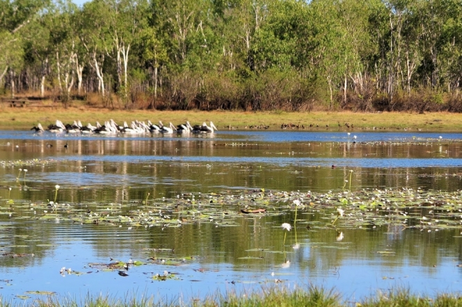 A Eni projeta a sustentabilidade da floresta